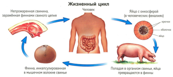 Жизненный цикл и строение свиного цепня