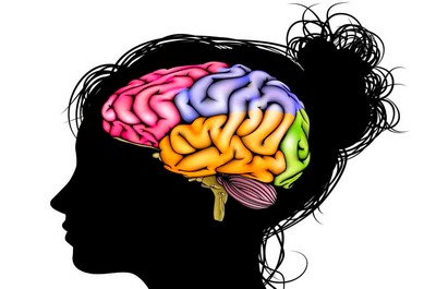 Кора головного мозга и высшие корковые функции