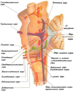 Топография (расположение) черепных нервов в стволе головного мозга