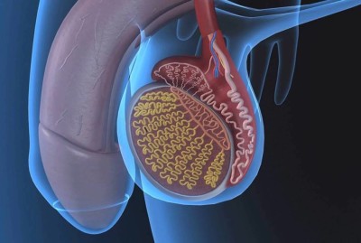 Строение специфических половых органов мочеполовой системы мужчины фото