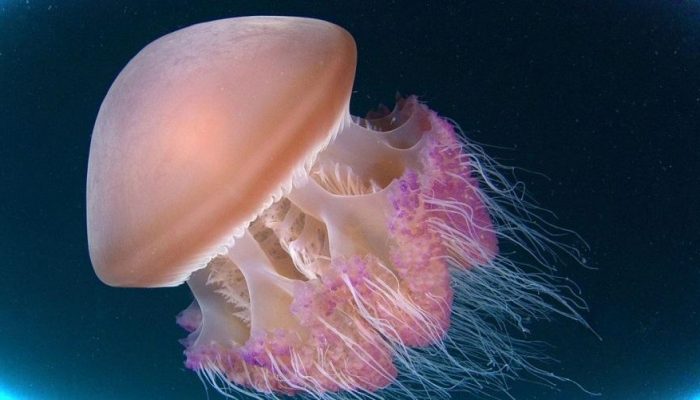 Медуза ужалила: способы лечения