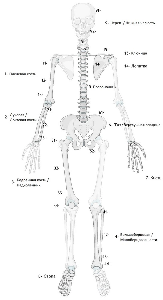 Система нумерации по AO/OTA с анатомической локализации переломов трех сегментов кости
