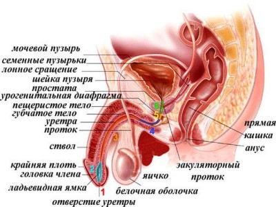 Строение мочеполовой системы мужчины