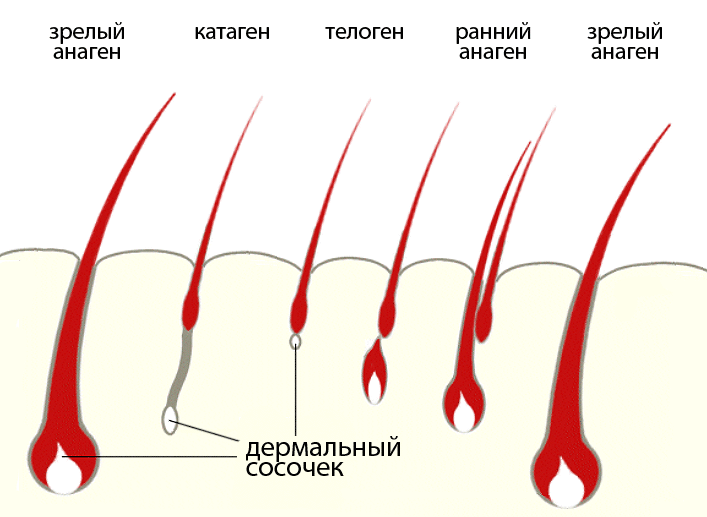 Стадии роста волос человека