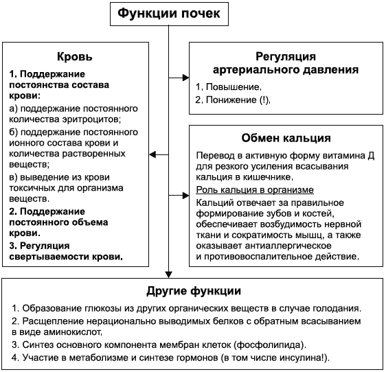 Функции почек. Строение и функции почек схема. Функции органов мочевыделительной системы таблица. Почки строение и функции таблица. Строение и функции органов мочевыделительной системы таблица.