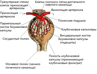 Структура клубочка