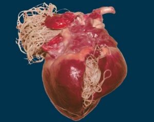 Влияние аскаридов на человеческие органы: сердце, печени, легкие, мозг