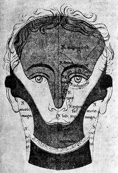 Чувствительные области головы и шеи (фото анфас)