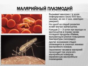3 стадии развития малярийного плазмодия в организме человека - характерные особенности, размеры, фото.