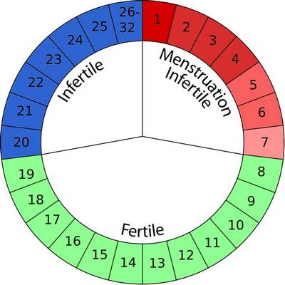 Календарь «физиологической стерильности» женщины