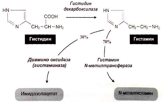 Схема синтеза гистамина в тучных клетках и базофилах