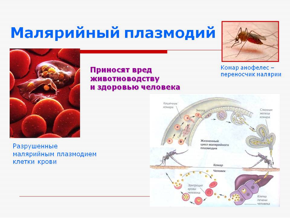 Малярия является заболеванием человека. Малярийный плазмодий строение. Паразитические простейшие малярийный плазмодий. Споровики малярийный плазмодий. Малярийные плазмодии паразитируют у человека в.