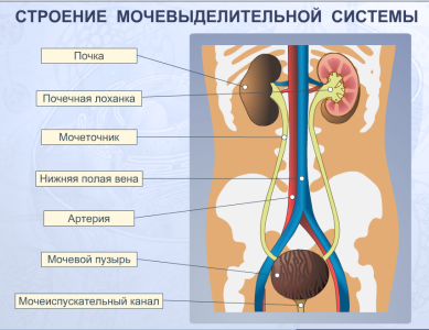 Строение мочевыделительных органов
