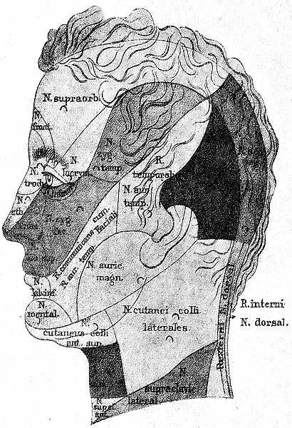 Чувствительные области головы и шеи (фото профиль)