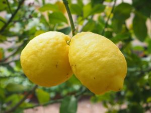 Полезно ли протирать лицо лимоном?