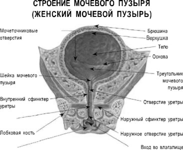 Строение мочевого пузыря