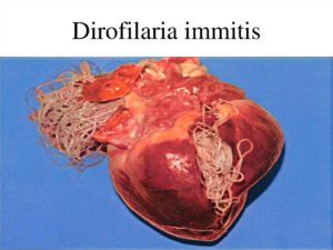 5 признаков сердечных червей у собаки (дирофиляриоза) - лечение, симптомы, профилактика