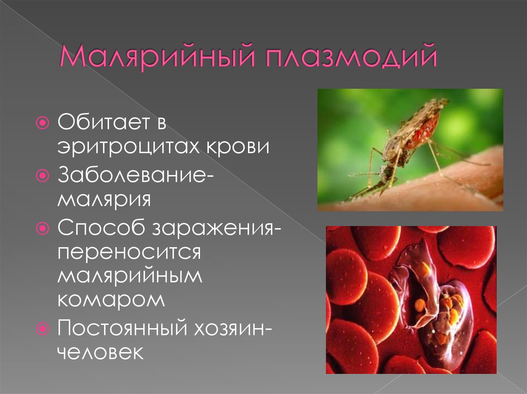 стадии развития малярийного плазмодия в организме человека