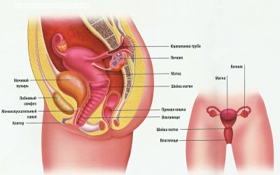 Симптомы болезней мочеполовой системы