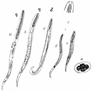 Strongyloides stercolaris - фото стронгилоид или угрицы кишечной